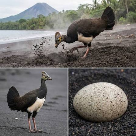 Maleo Bird (Macrocephalon maleo): Complete Guide to One of the World’s Most Remarkable Birds