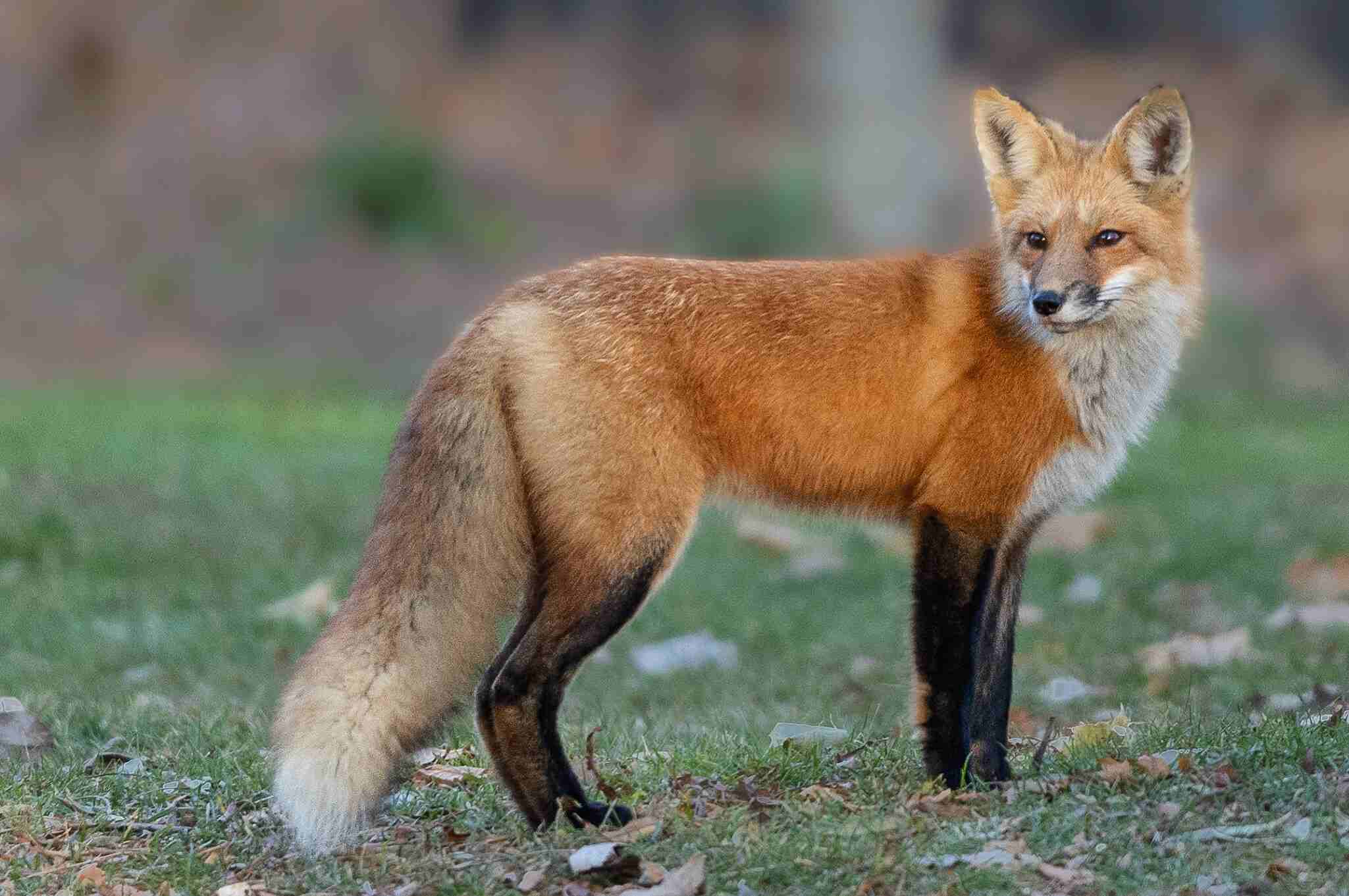 🦊 Red Fox (Vulpes vulpes): Complete A–Z Facts, Habitat, Diet, Behavior, Reproduction, Pictures, Videos and Conservation