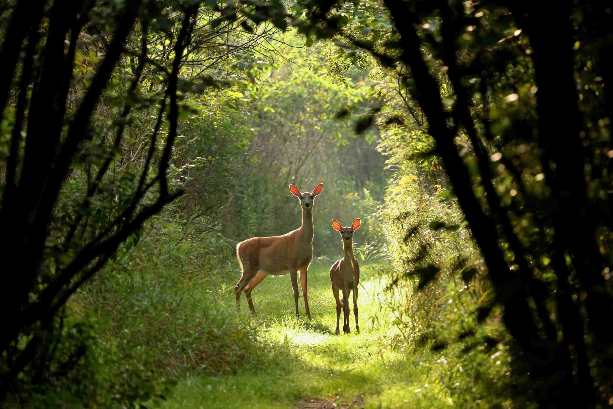 Major Animal & Nature Websites