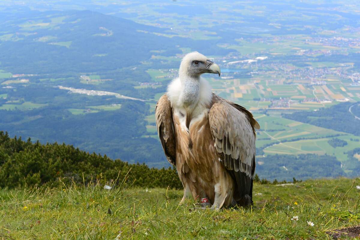 🦅 International Vulture Awareness Day